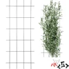 Plantensteun – tuinscherm 150 x 60cm - 8 