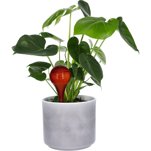 Bewateringsbollen voor planten, amberkleurig transparant, 400 ml, 4 stuks - 6