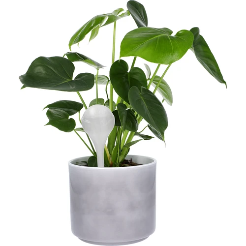 Bewateringsbollen voor planten, witte halfdoorzichtige, 400 ml, 4 stuks - 6