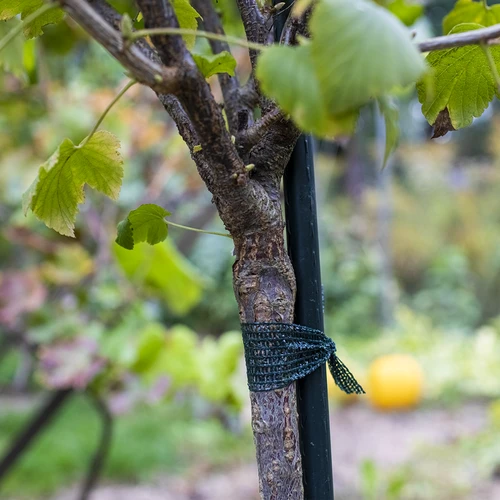 Bindband voor planten PE 3 cm x 50 m - 3