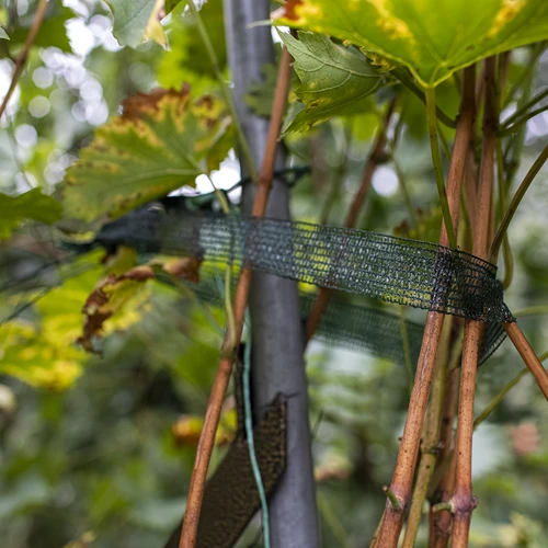 Bindband voor planten PE 3 cm x 50 m - 4