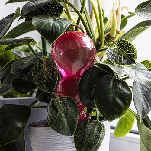 Drievoudige bewateringsbal (driekamer), transparant roze, 600 ml - 7