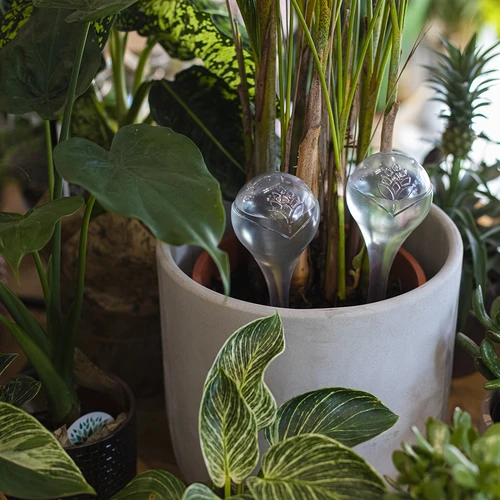Gietballen voor planten, transparant, 400 ml, 2 stuks - 9