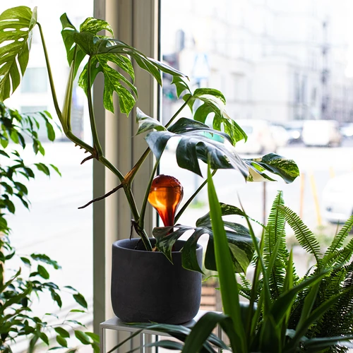 Gieters voor planten, amberkleurig transparant, 400 ml, 2 stuks - 11