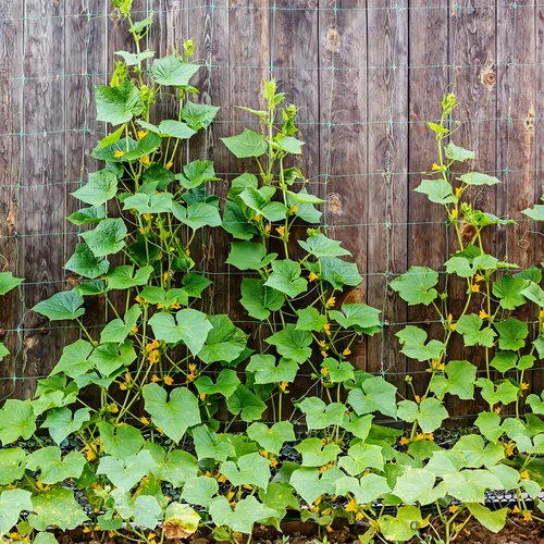 Klimnet voor planten: 2 x 20m - 5