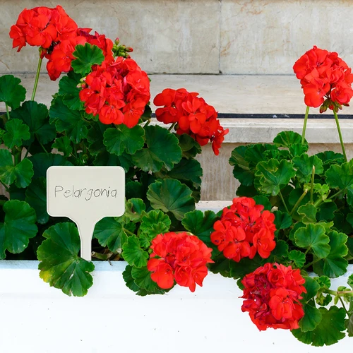 Labels voor plantenbeschrijving + potlood mix 10+20 stuks - 9