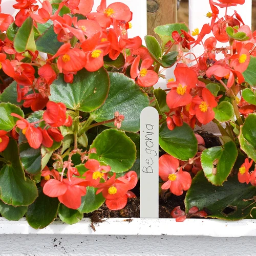 Labels voor plantenbeschrijving + potlood mix 10+20 stuks - 8