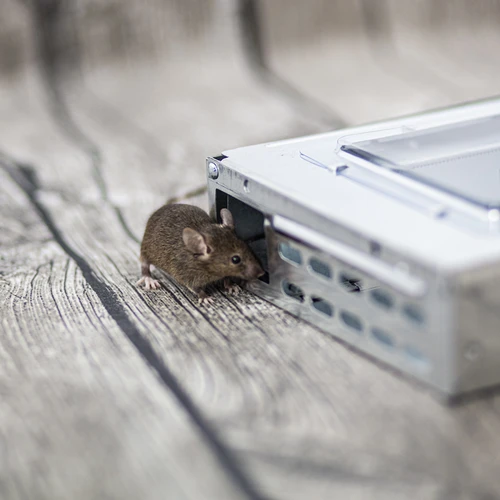 Metalen muizenvanger - levende vangkooi - 7