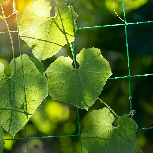 Net voor klimplanten, 1,8 x 2,7m - 6