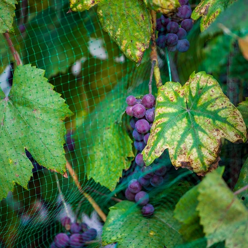 Net voor vogelbescherming, groen, 5 m x 10m - 6