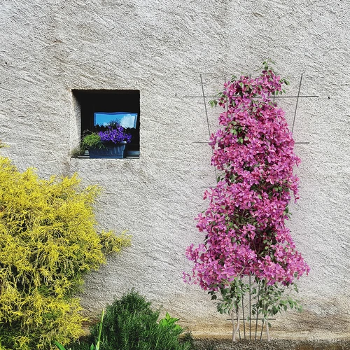 Plantensteun - versmalde tuintrellis 150 x 75cm - 4