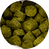 Bierbrouwen
